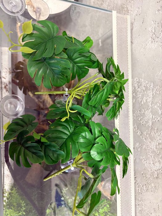 Wyposażone terrarium