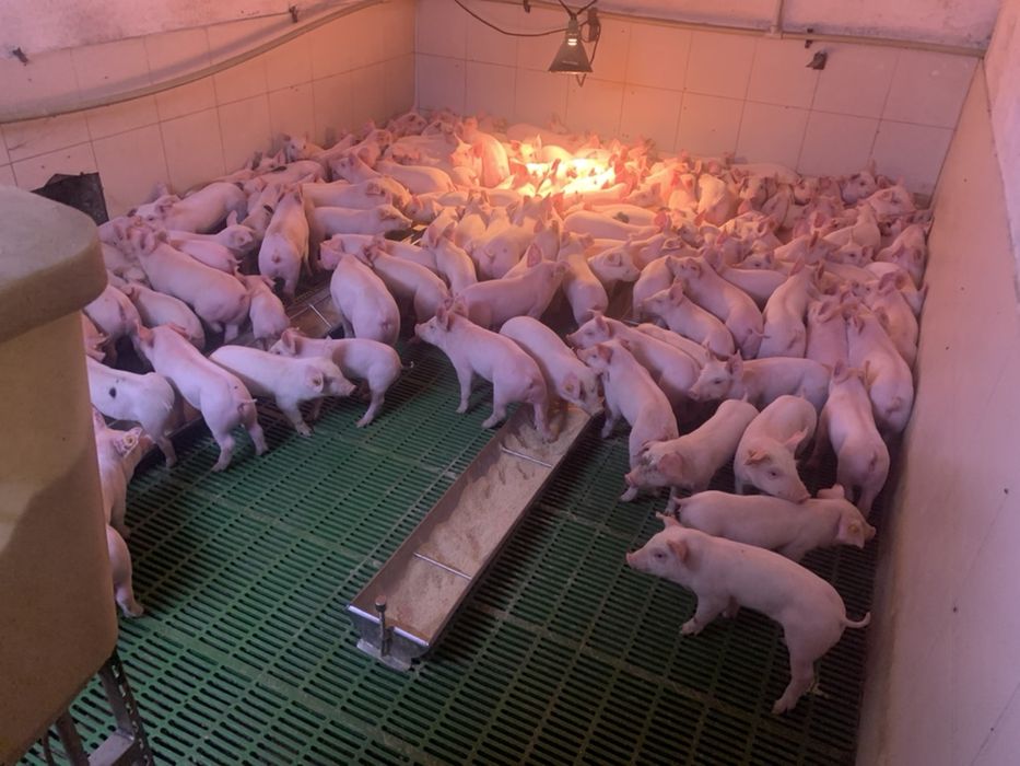 Sprzedam loszki danbred x landrace z francji