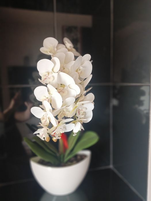 Storczyk biały kwiat