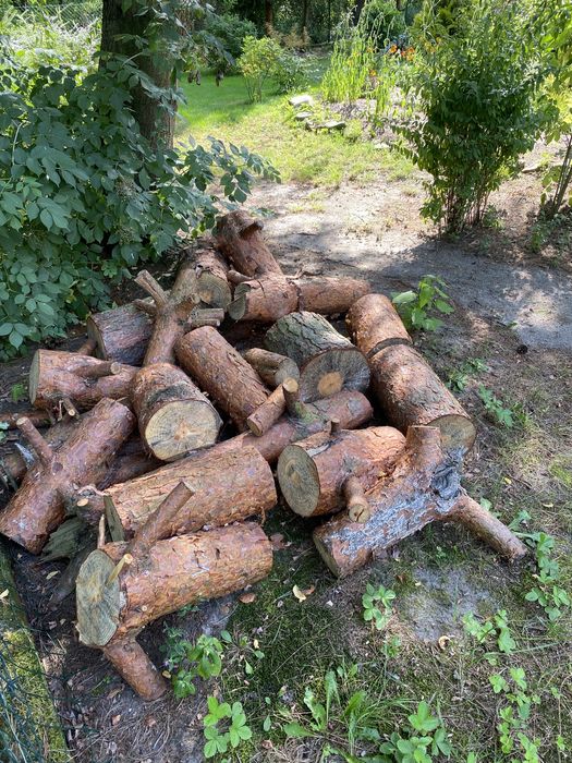 Sprzedam drzewo sosna