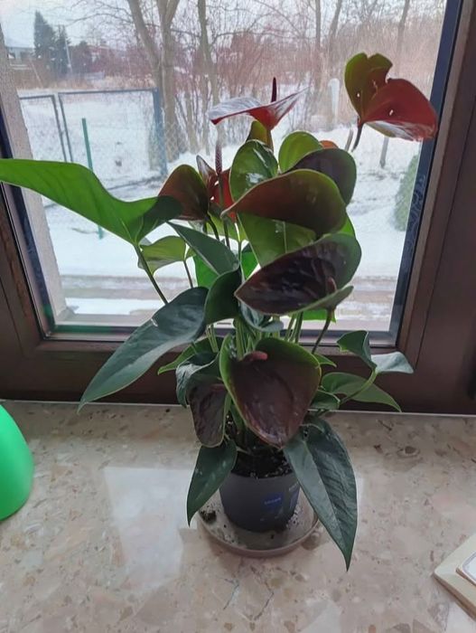 Квітучий Антуріум рожевий