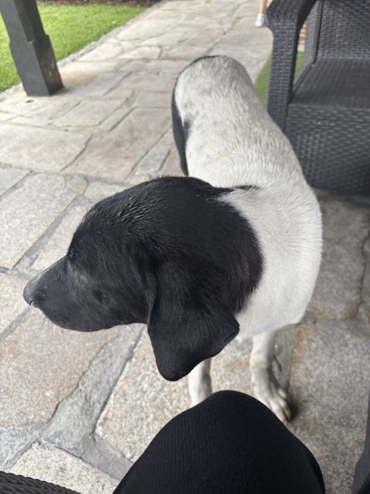 Cães de gado transmontano