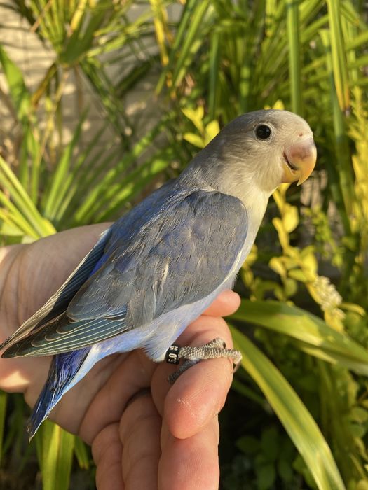 Agapornis domesticado - Especial Natal