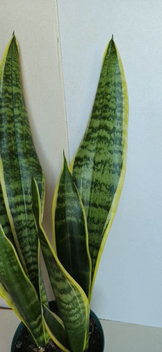 Planta Espada de São Jorge Vaso 13 cm