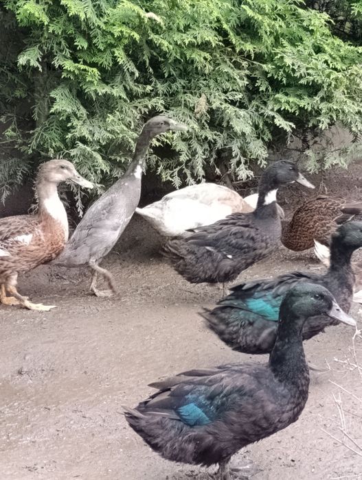 Kaczki staropolskie i dworki