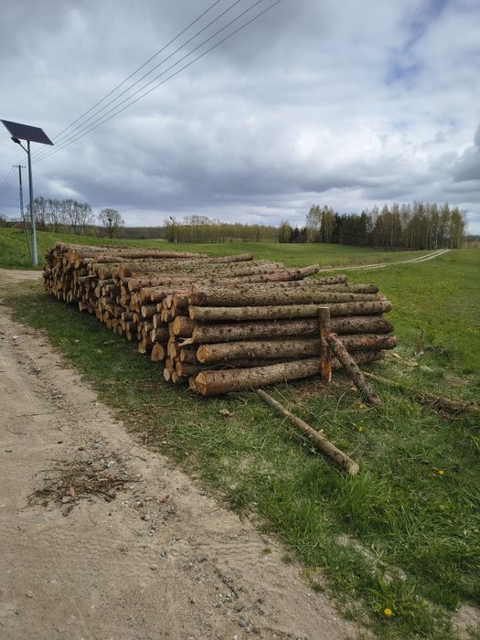 Drzewo modrzew kłoda