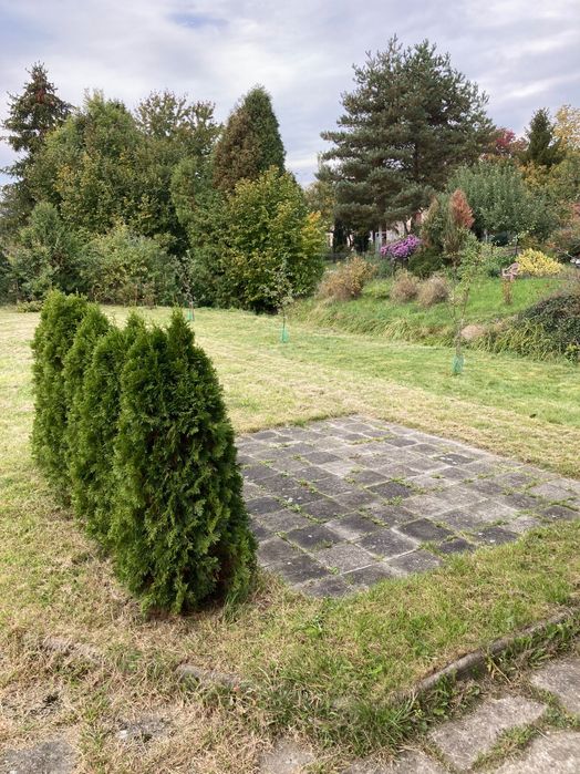 Sprzedam działkę ROD Tychy os. A - Więcej