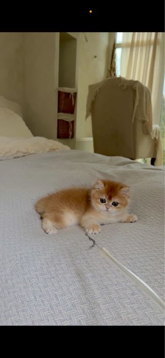 Котик британська золота шиншила кошенята хлопчик дівчинка