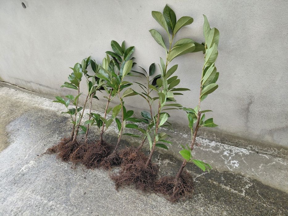 Lauros  para sebes bom preço