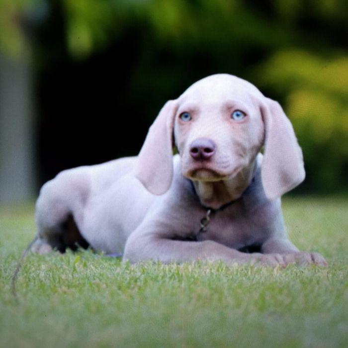 Wyżeł Weimarski pies