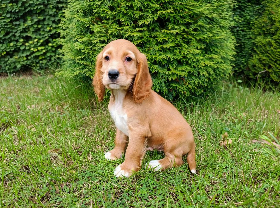Cocker spaniel angielski Piesek
