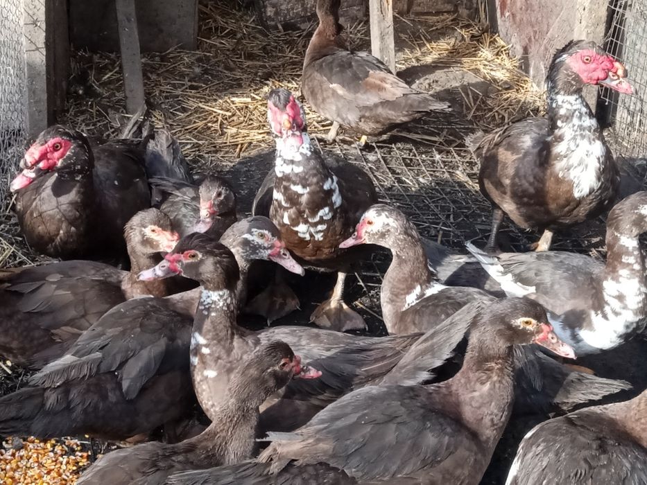 Качки та качурі (шипуни,мускусні)індики,індички.Інкубаційні яйця.