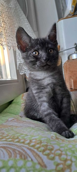 Twoje serce bije mocniej? Adoptuj 10-tygodniowego malucha Teo!