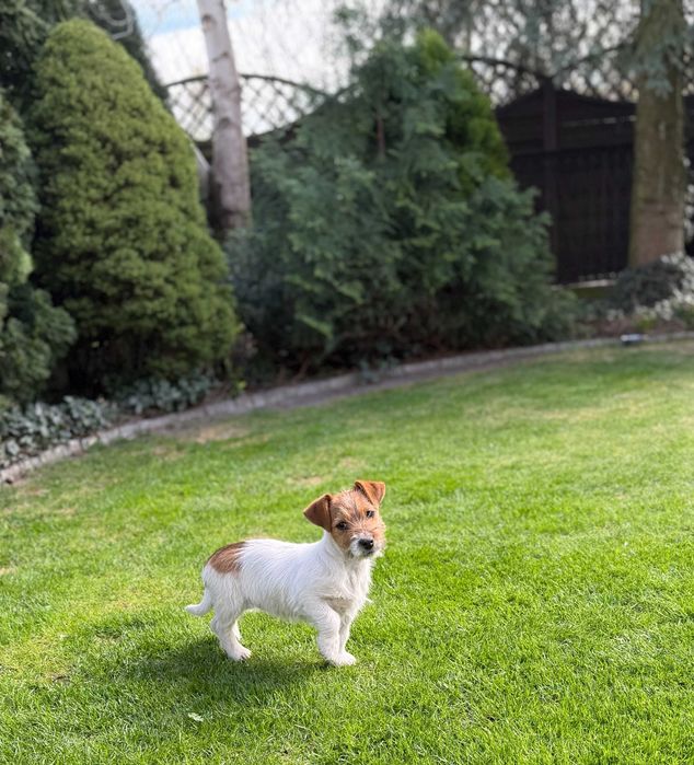 Jack Russell Terrier od # SMARTIE JACKS # unique rough haired female