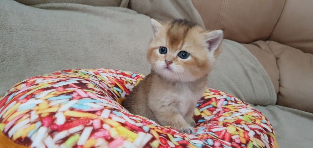 Котята британская золотая шиншилла.