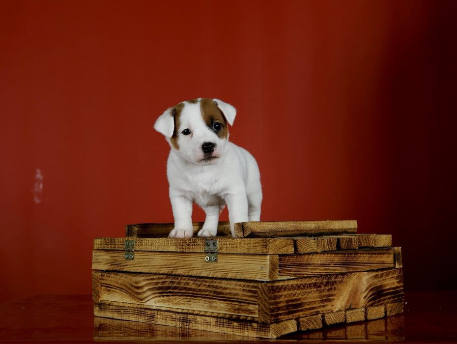 Джек Рассел тер’єр