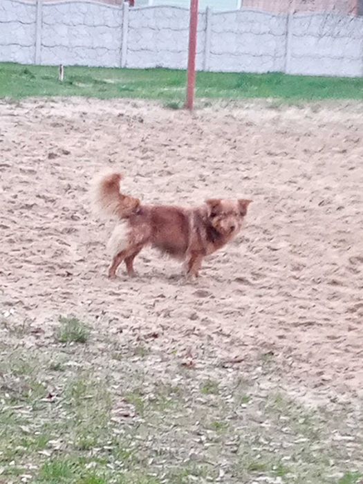 Подарую собачку ..