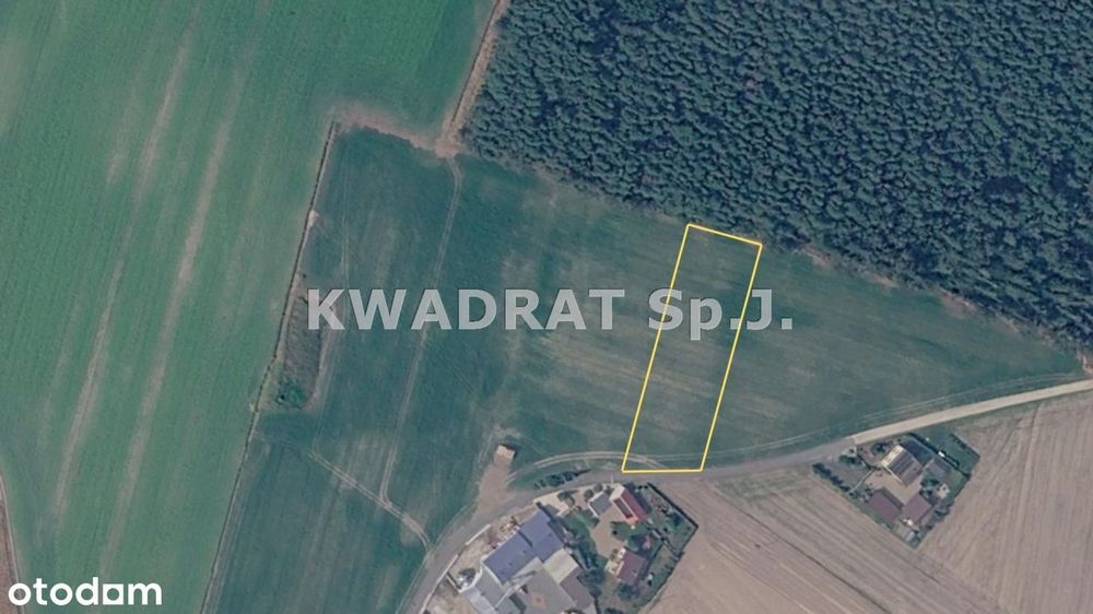 Duża działka pod lasem (2999 m²)– Grabów Wójtostwo - Widok 2
