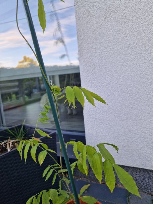 Krzew wisteria 103cm