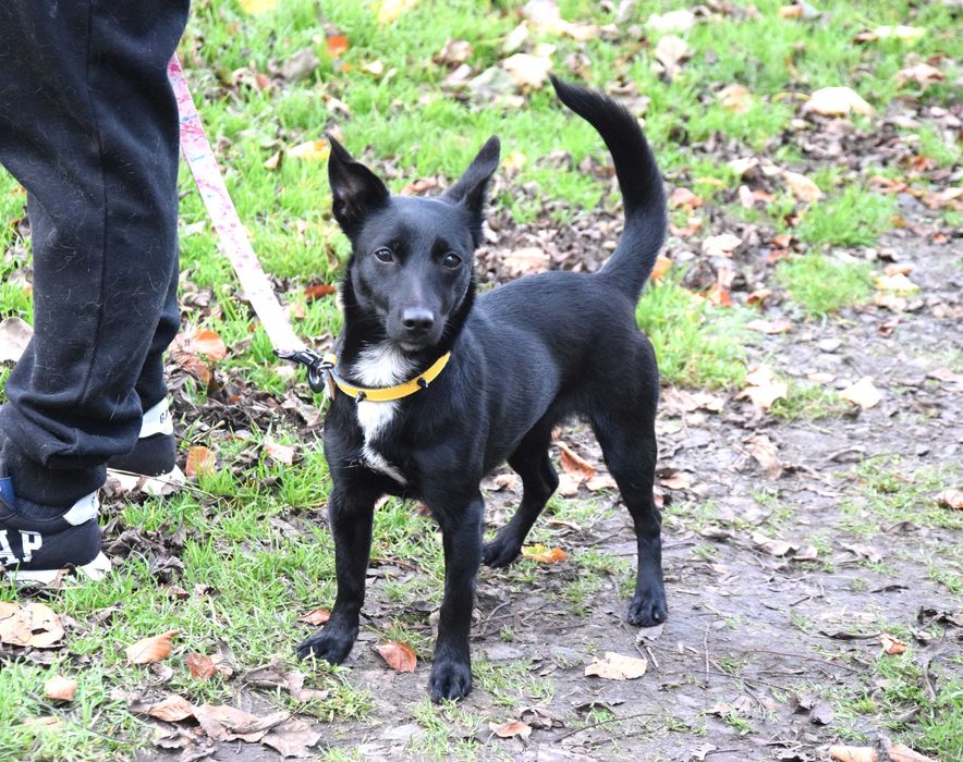 Maleńka, kochana, przytulaśna, ok roczna bezdomna sunia szuka domu