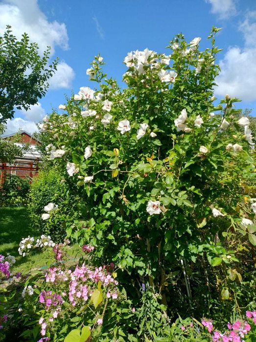 Działka rekreacyjna ogród ROD Gubin Kresowa