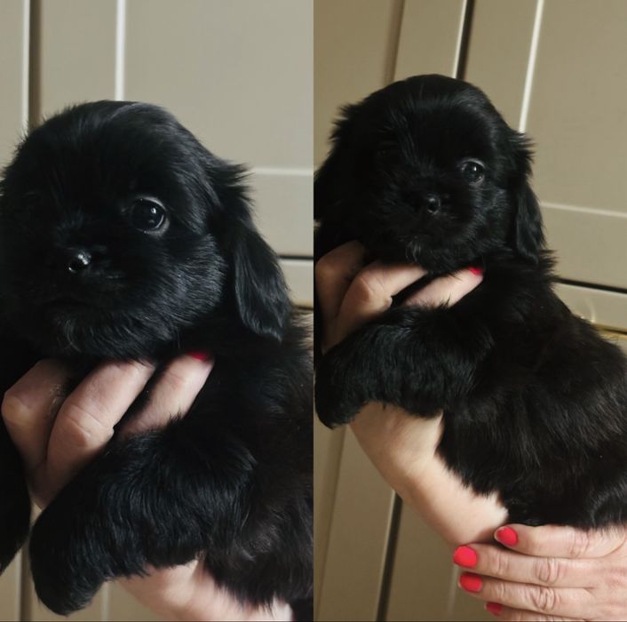 Szczeniaki shih-tzu mieszane z kundelkiem