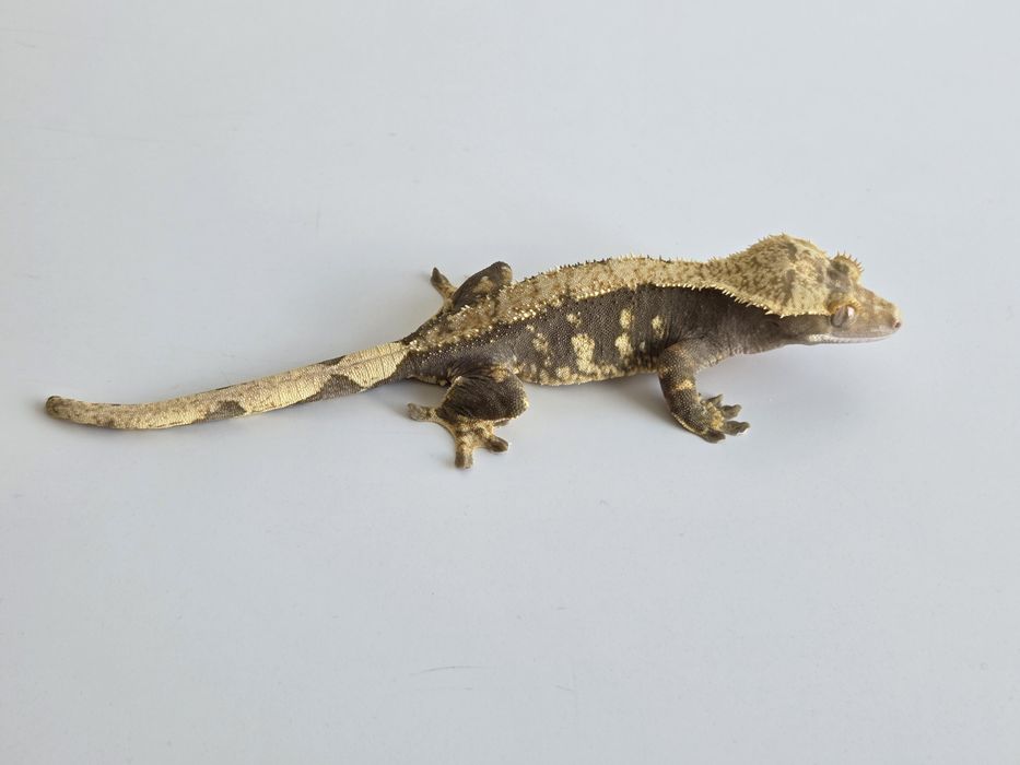 Gekon orzęsiony dorosła samica 66% het Axanthic