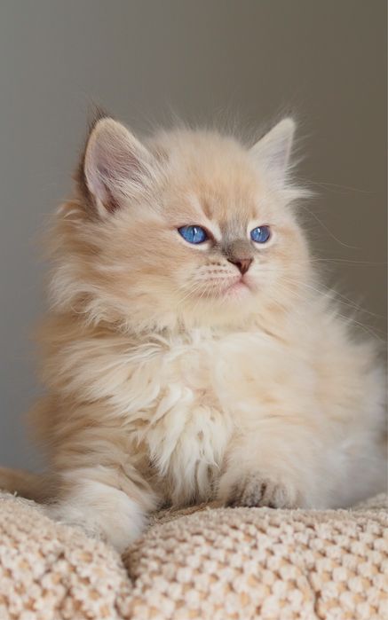 Kocurek Neva Masquerade