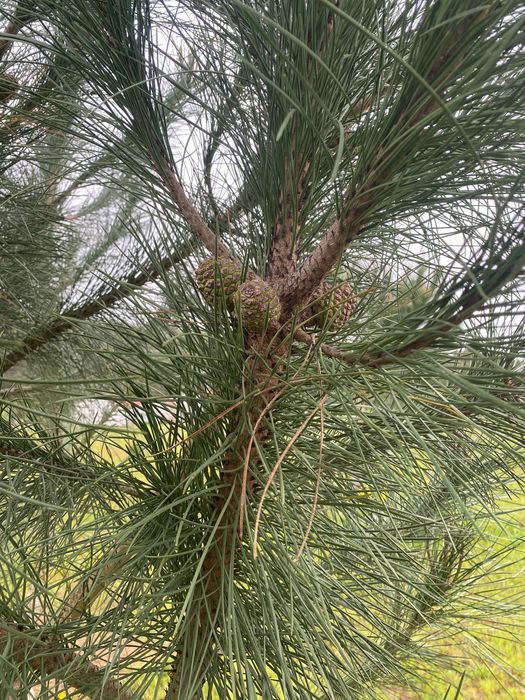 Enxertos Pinheiro Manso