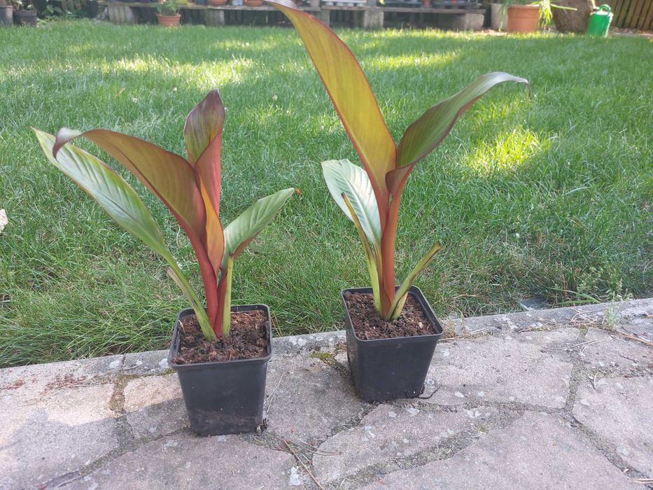 2 szt bananowiec Abisyński Maurelli