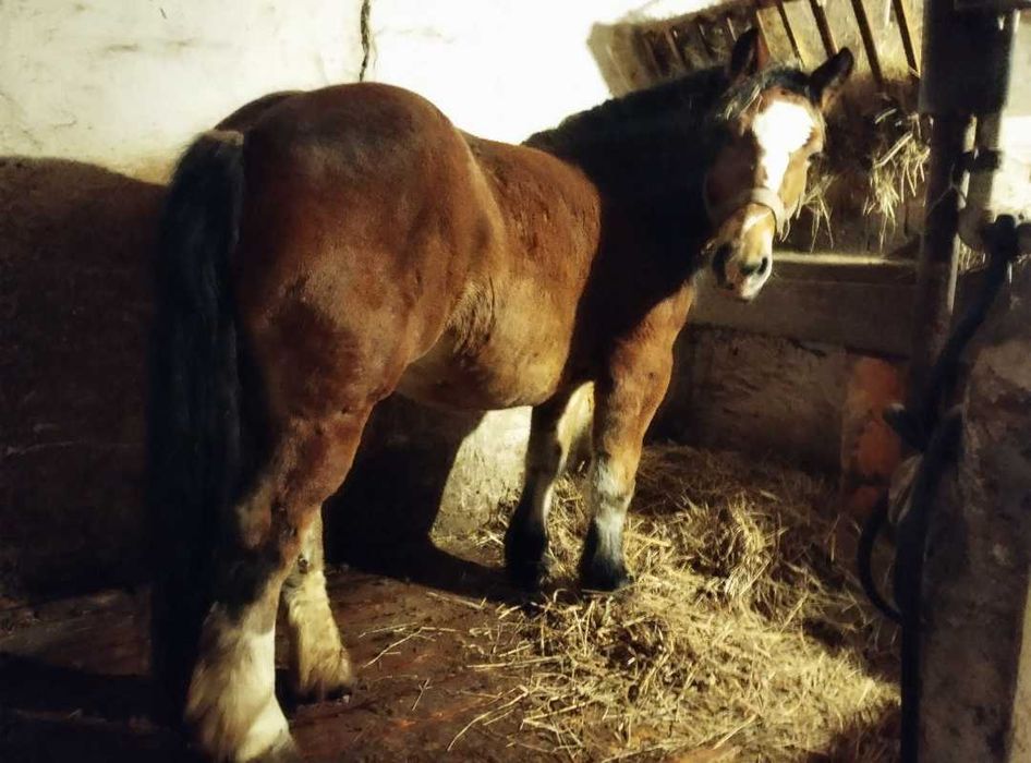 Klacz zimnokrwista źrebna 7 miesięc