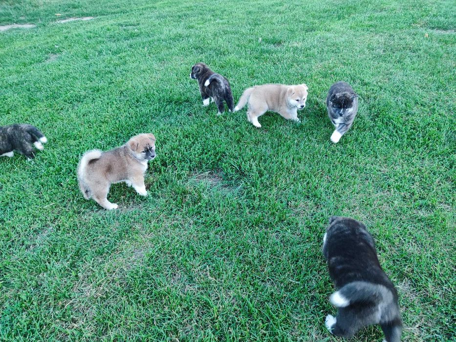 Akita inu socjalizowana przez zoopsychologa
