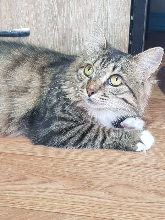 Кошка Марыся-принесет Вам уют и хорошее настроение