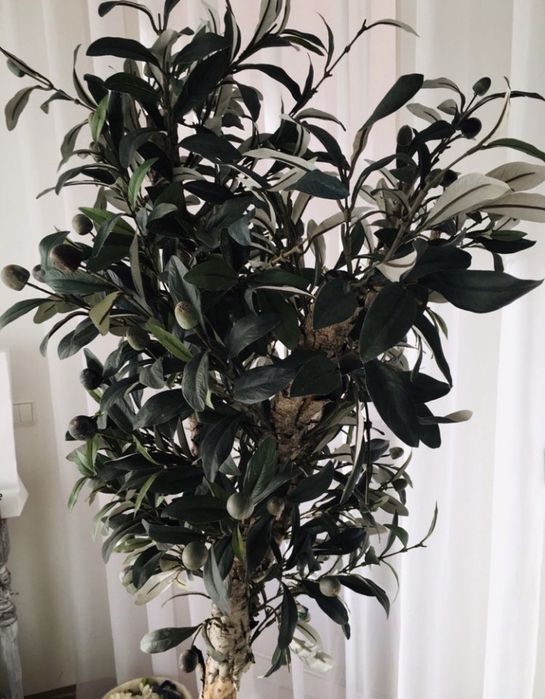 Árvore Planta Oliveira decorativa interior (natural + artificial)