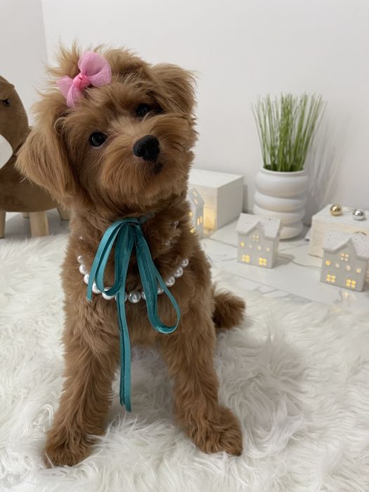 Помапу — Доставка по Україні та Європі  з любовю