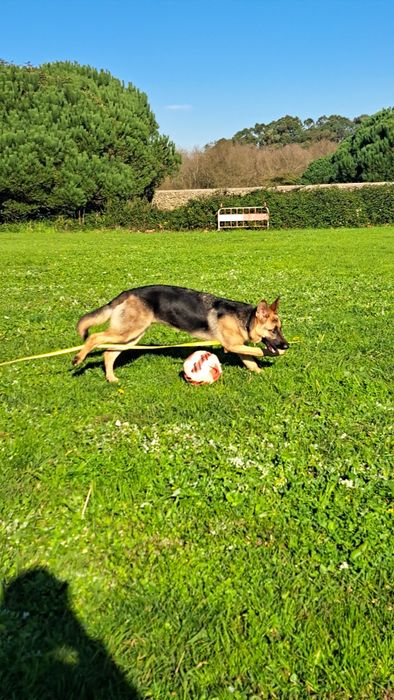 Adoção Responsável: Roma, Pastora Alemã, procura nova família