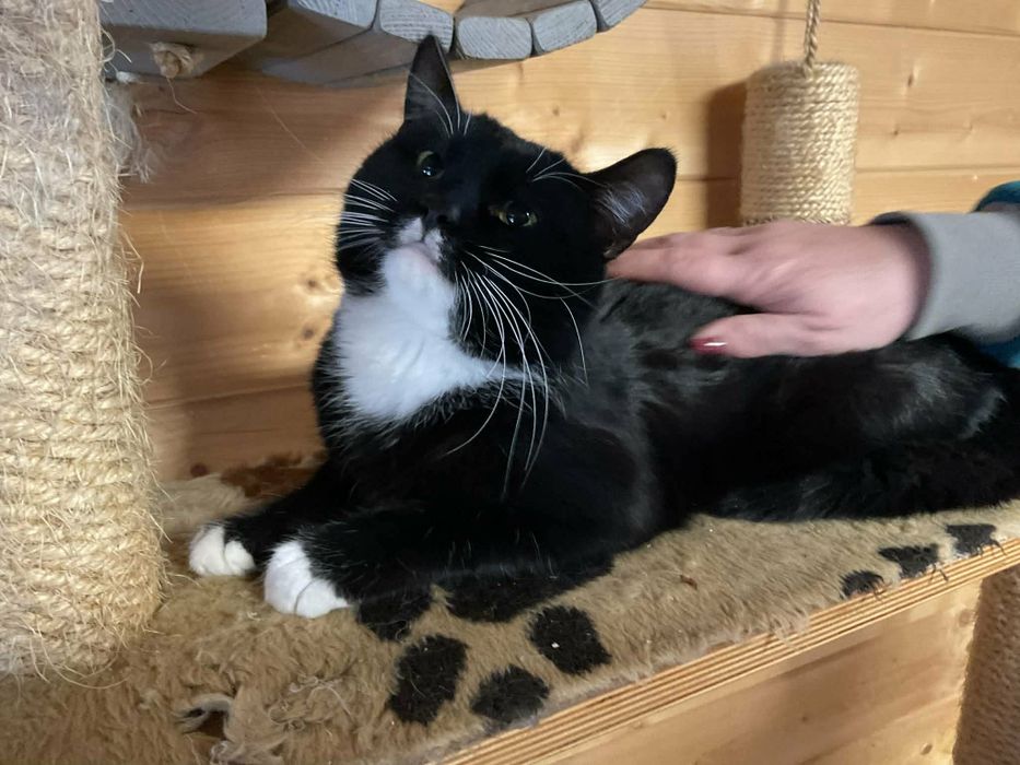 Przeuroczy Blacky czeka na dom