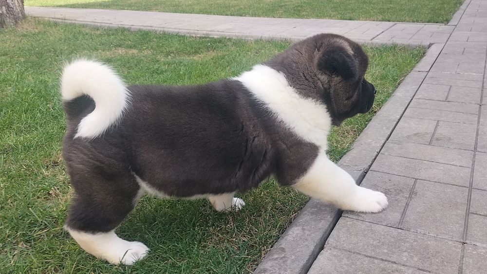 Акітосики ведмежата