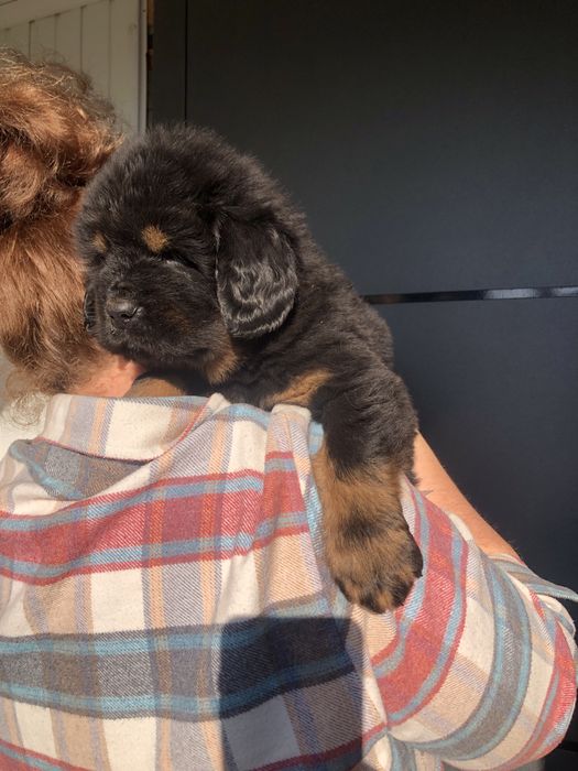 Тибетский мастиф