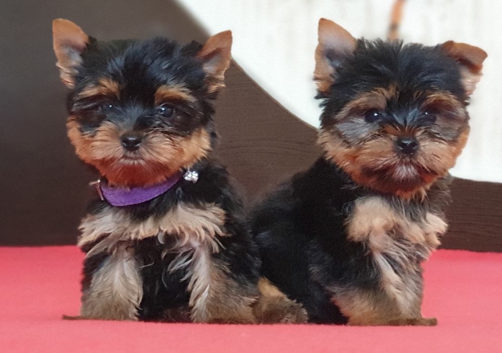 Веселі цуценятка йорки