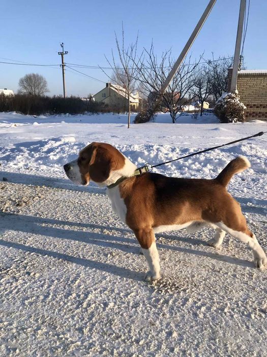 Бігль, бигль, в'язка.