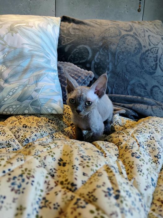 Kotka Devon Rex