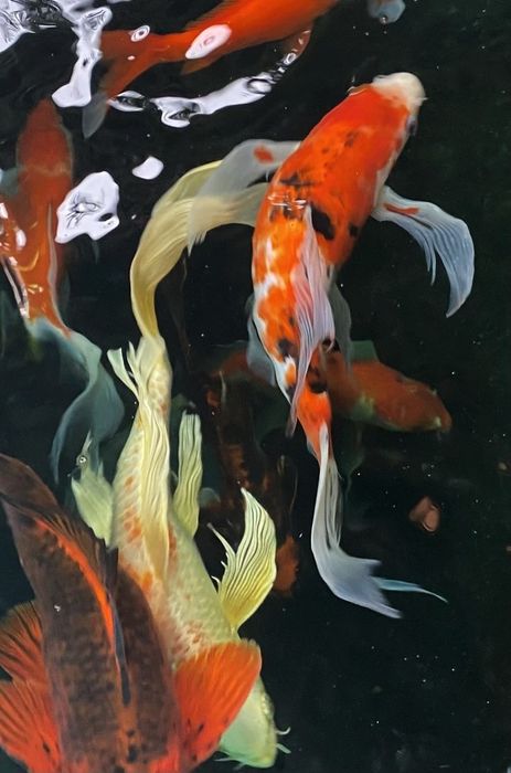 Karp koi Long fin Butterfly Dragon sklep zoologiczny Pirania Olsztyn