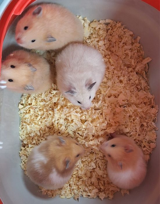 Chomik chomiki syryjskie samiczki.