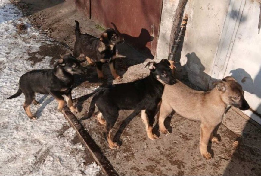 Отдам даром в добрые руки щенков