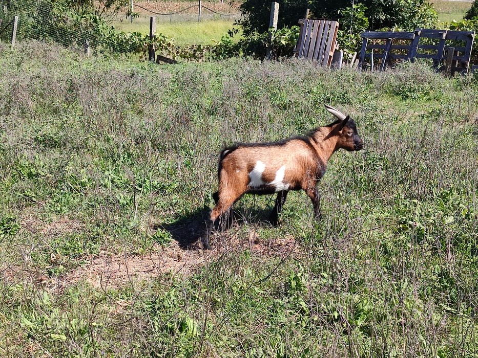 Cabrito Anão com 8 Meses