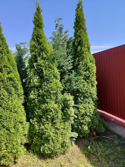 Туя смарагд вискоросла від 2.0м до 4.0м, відкритий грунт