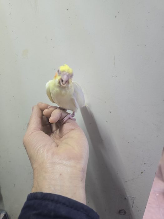 Caturras demosticadas