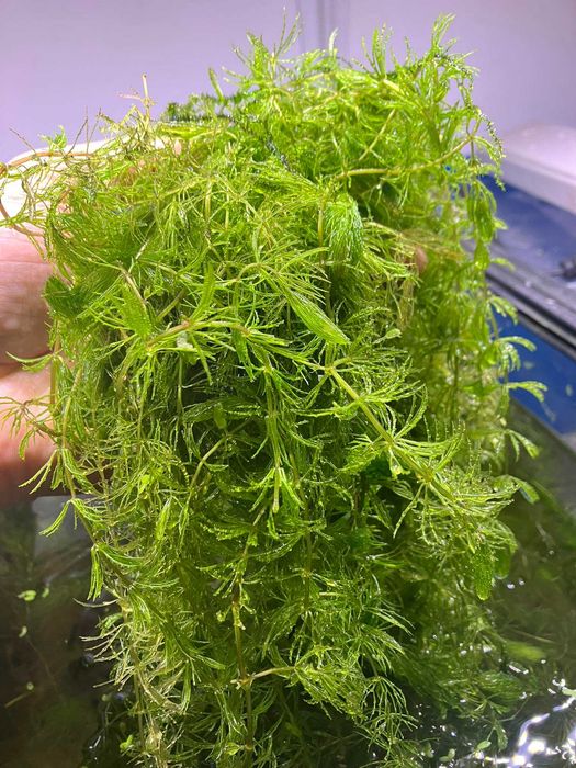 Rogatek (Ceratophyllum demersum)