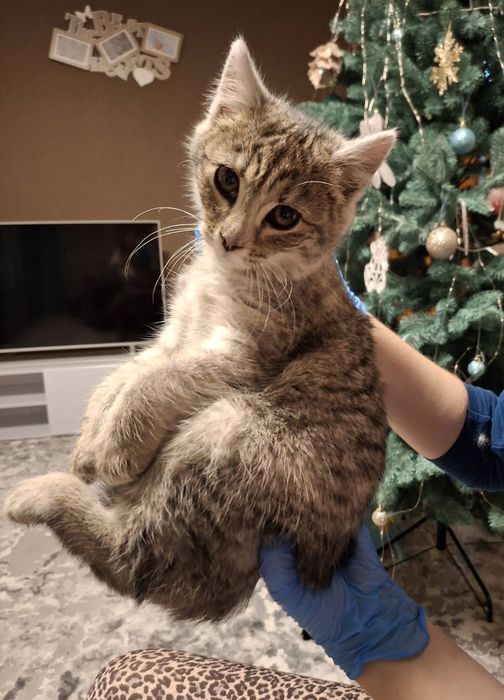 Кошенятка в хороші руки